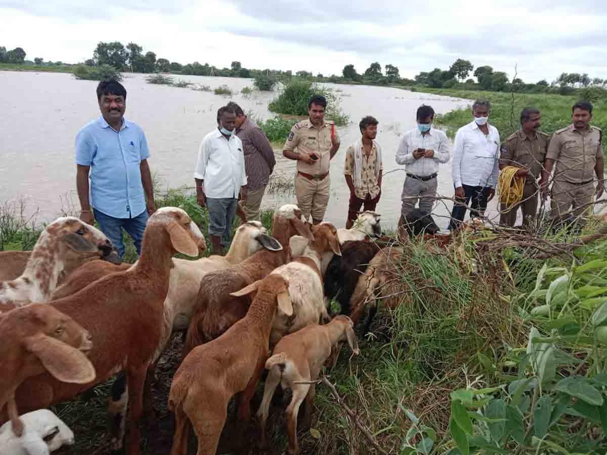 Manjira River : మంజీరా నదిలో చిక్కుకున్న వందలాది గొర్రెలు