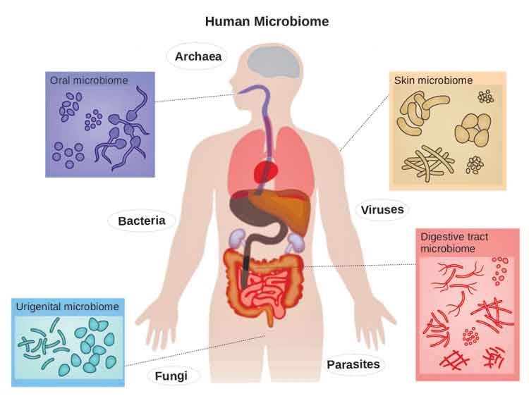 ఎముకల్లో ఉండే కణాలను ఏమంటారు?