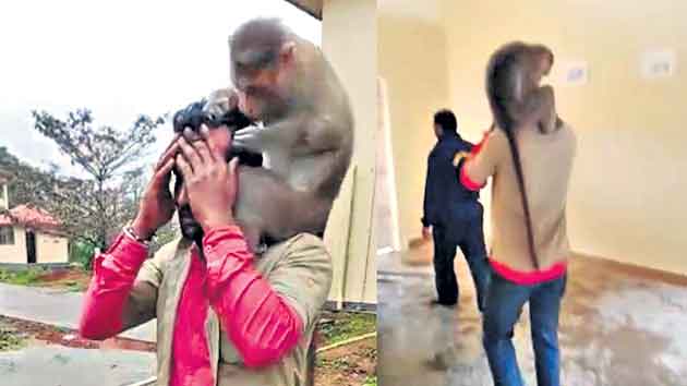 ఆటో డ్రైవర్‌పై పగబట్టిన కోతి!.. ఎందుకో తెలుసా?