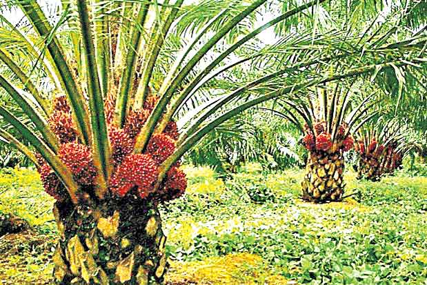 ఆయిల్‌పామ్‌.. కేంద్రం ప్లాన్‌ ఢాం