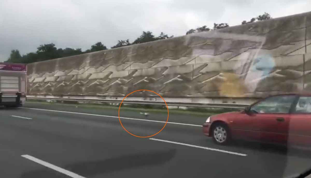 Viral Video : హైవేపై పావురం హ‌ల్‌చ‌ల్‌.. 100 కిమీ స్పీడ్‌తో కార్ల‌ను దాటేసి..!