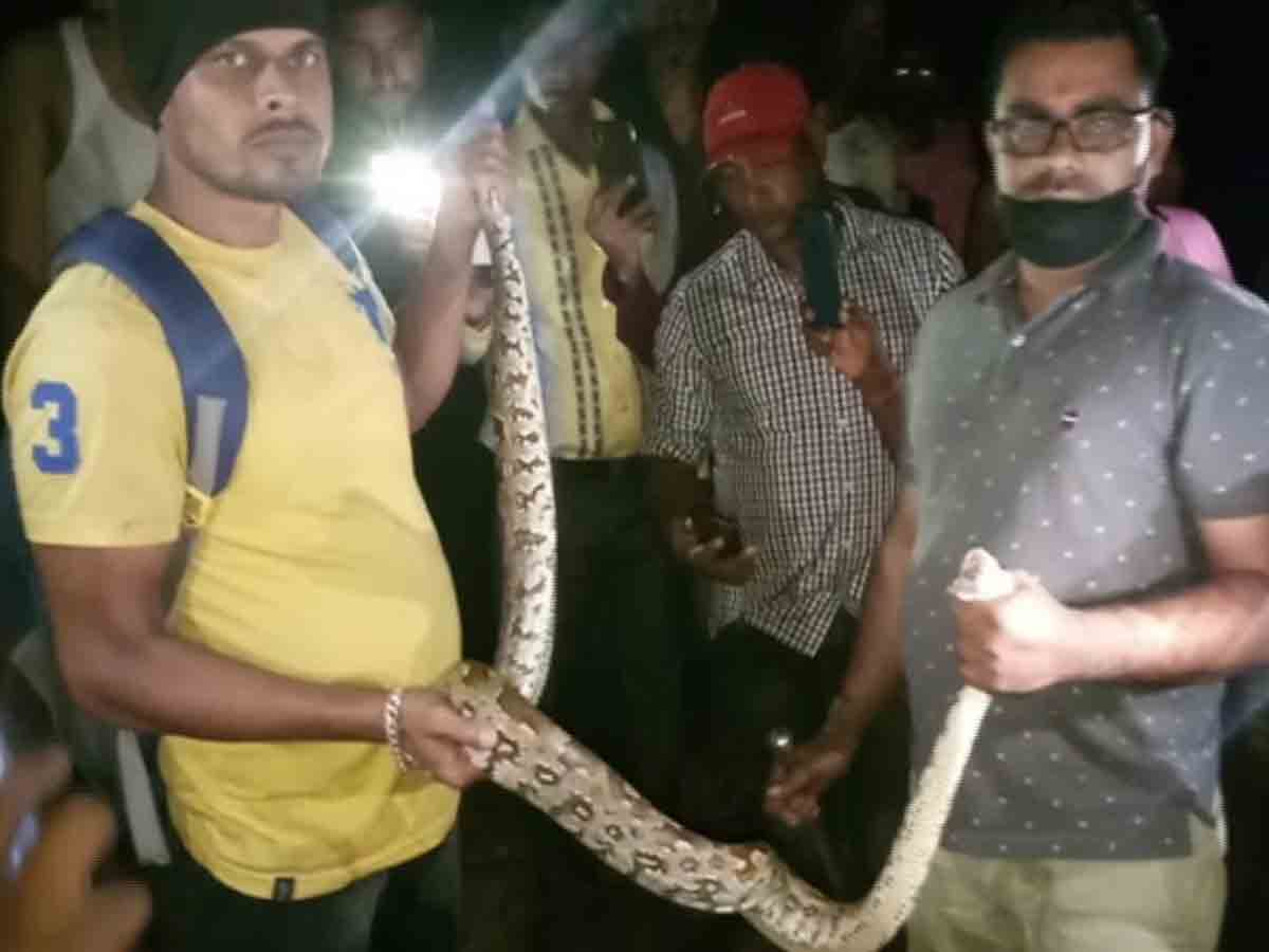 రోడ్డుపై భారీ కొండచిలువ.. కాపాడిన స్నేక్ హెల్ప్‌లైన్‌ సిబ్బంది