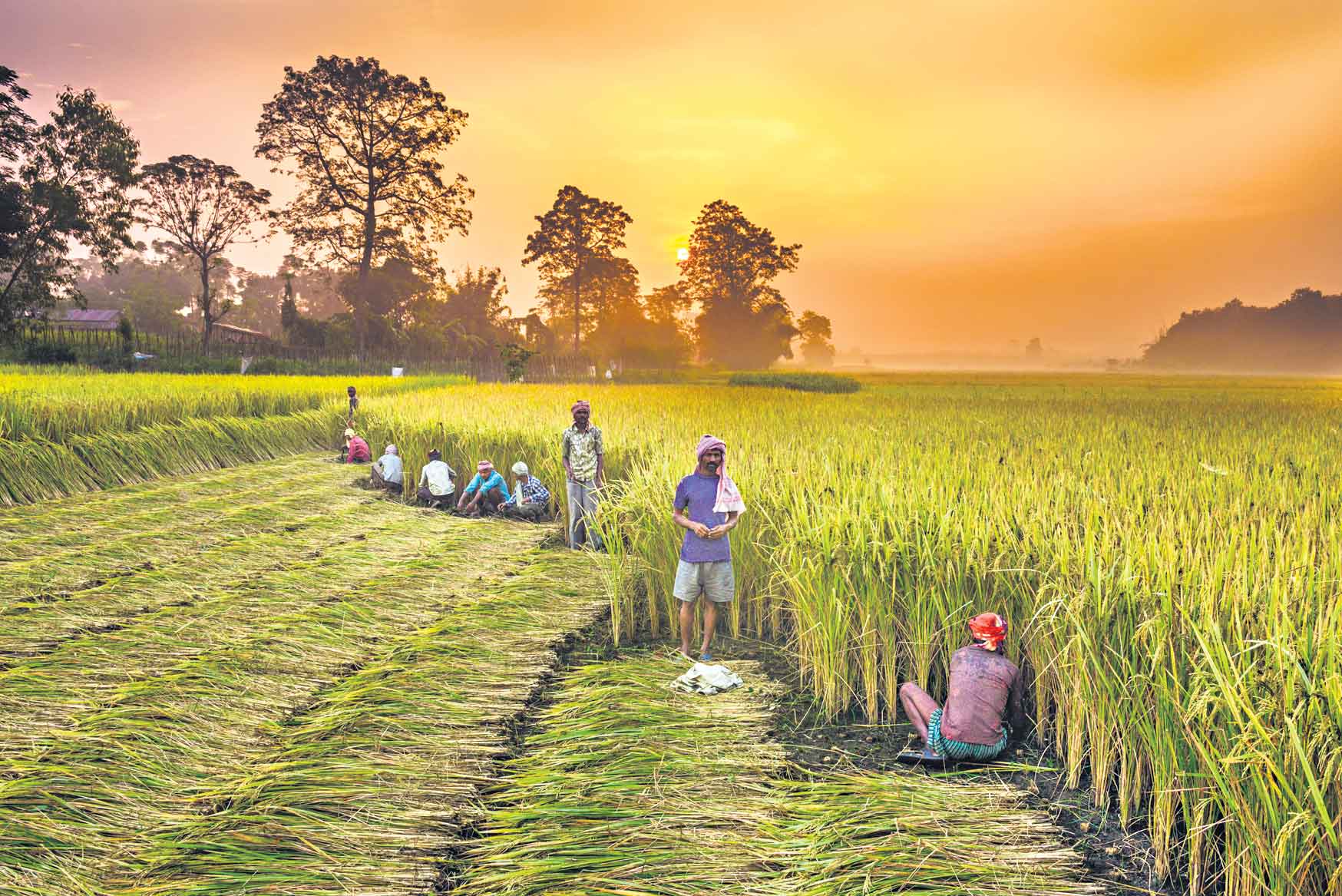 సాగు సమాచారం.. కంపెనీలకు!