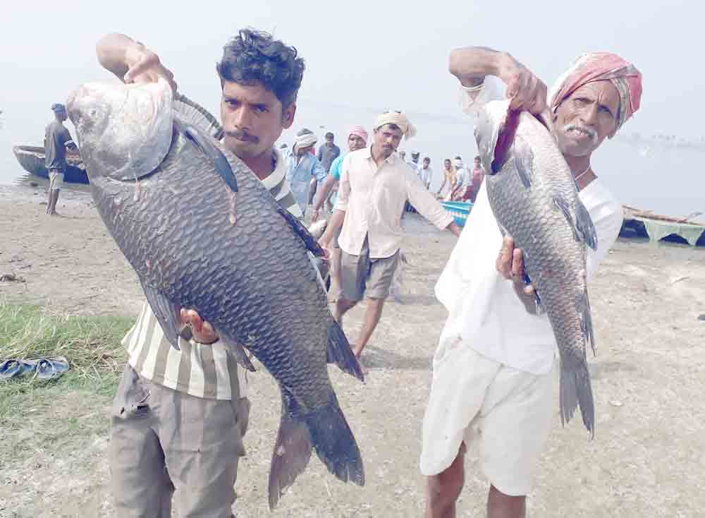 నీలి విప్లవానికి నిలువెత్తు సాక్ష్యం