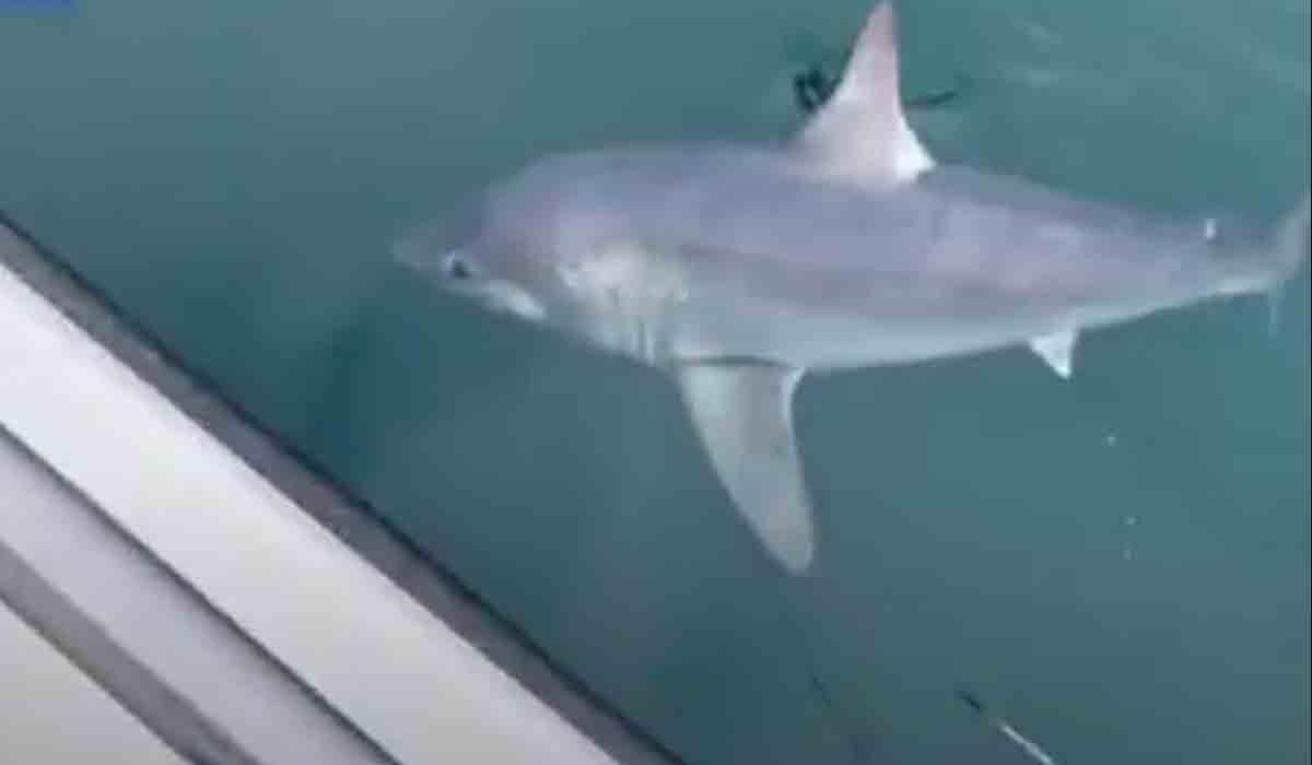 Viral Video | 7 అడుగులు.. 250 కిలోలు.. మ‌త్స్య‌కారునికి చిక్కిన భారీ షార్క్‌