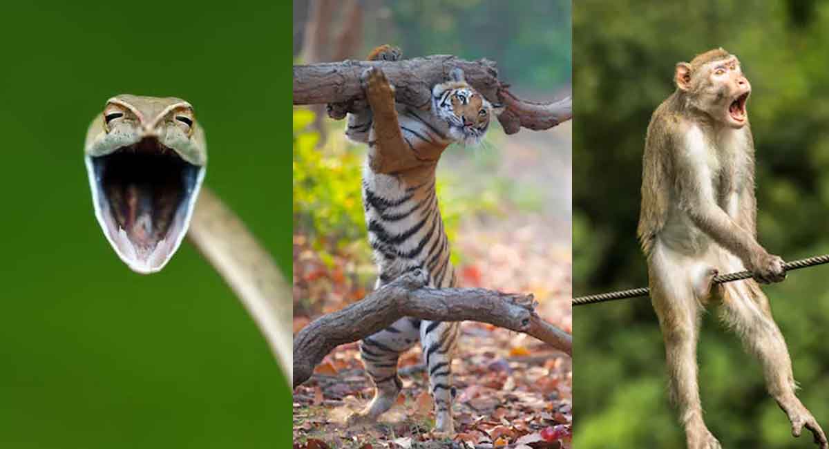 Comedy Wildlife Photo Awards : న‌వ్విన పాము, యాంగ్రీ బ‌ర్డ్‌, కోతి డ్యాన్స్‌.. న‌వ్వు తెప్పిస్తున్న వైల్డ్‌లైఫ్  ఫోటోలు