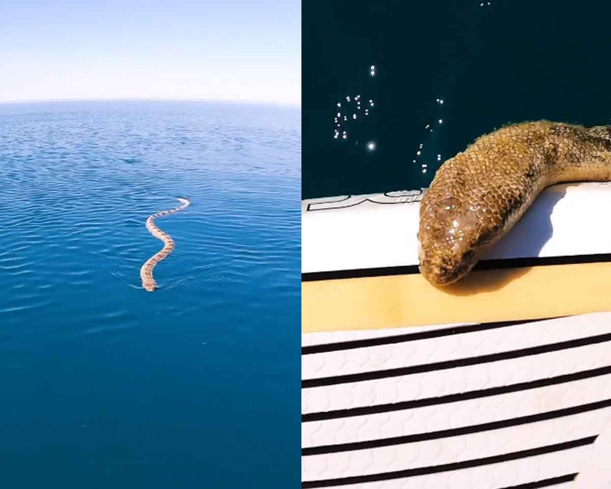 Sea Snake : వామ్మో.. స‌ముద్రంలో పాములు ఇలా ఉంటాయా? వైర‌ల్ వీడియో