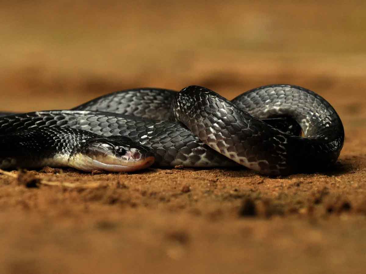 వ్యక్తి మెడకు చుట్టుకున్న పాము… దానిపై కాల్పులు జరిపి అతడ్ని రక్షించిన పోలీసులు