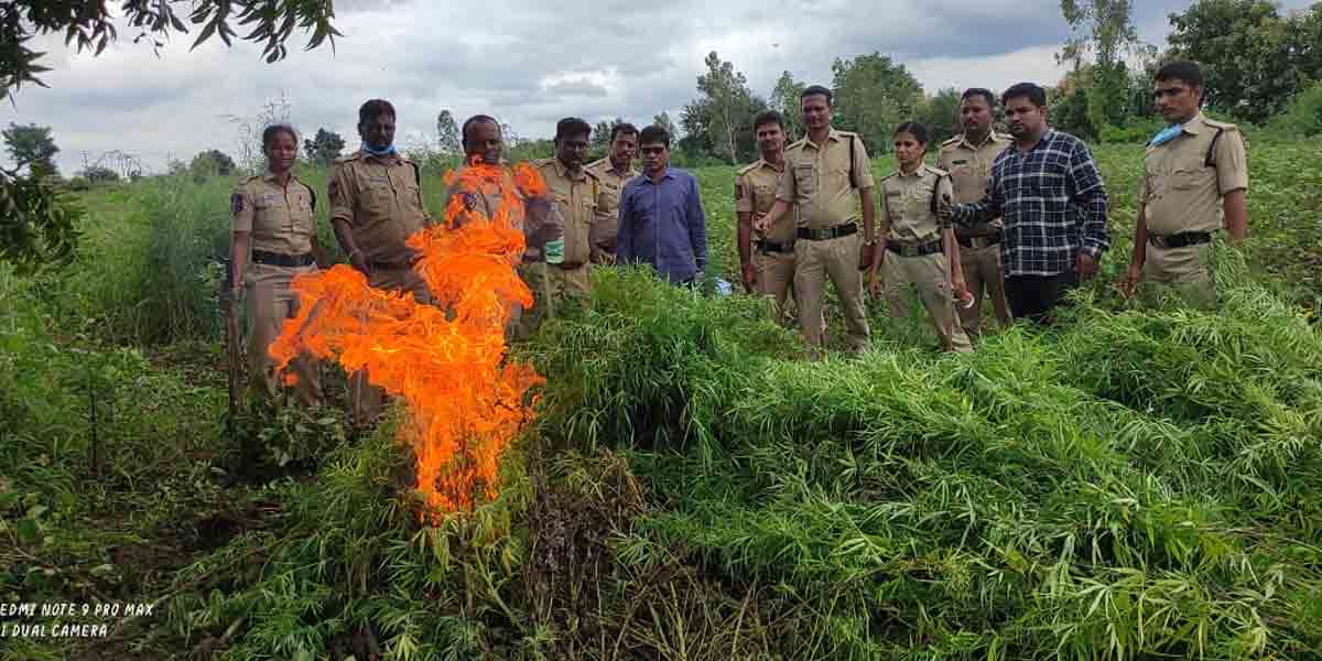 గంజాయి క్షేత్రాలపై ఎక్సైజ్‌ ఎన్‌పోర్స్‌మెంట్‌ సిబ్బంది దాడులు