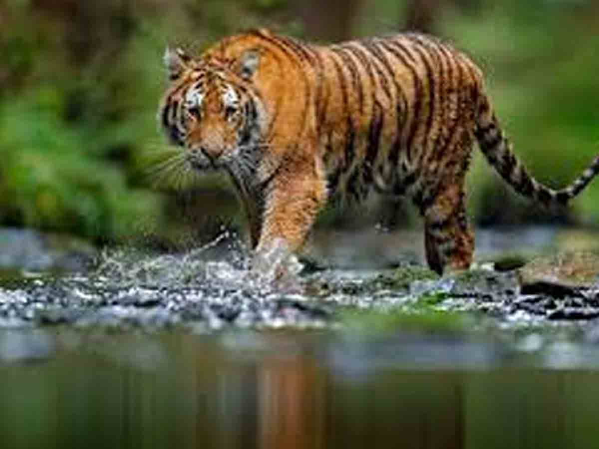 Tiger attack | మంచిర్యాల జిల్లాలో మేకల కాపరిపై పెద్దపులి దాడి