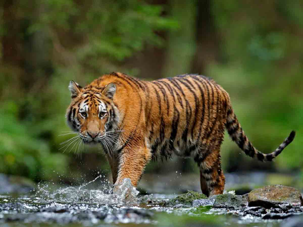 Tiger attack : కుమ్రం భీం జిల్లాలో పంజా విసిరిన పులి.. ఆందోళనలో రైతులు