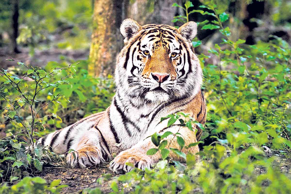 పులుల లెక్క ఇలా!.. డిసెంబర్‌-జనవరిలో ఐదో విడత గణన