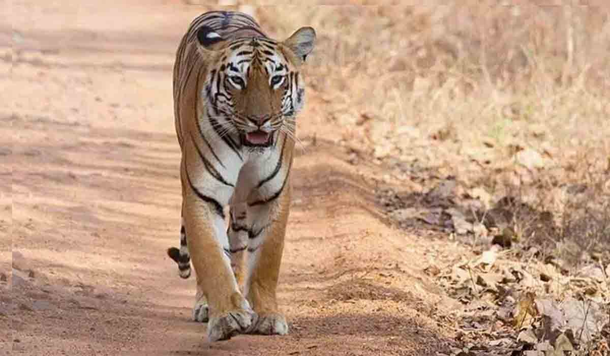 నిర్మల్ జిల్లాలో పులి కలకలం.. రెండు రోజులుగా గాలిస్తున్న అధికారులు