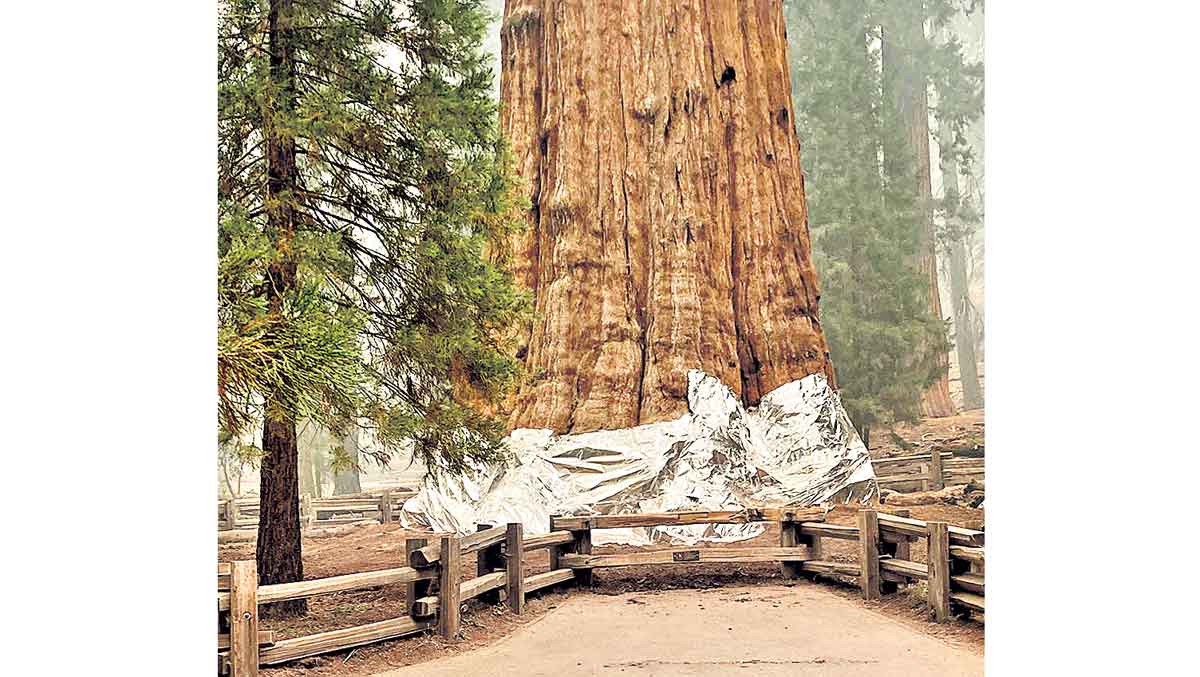 కార్చిచ్చు నుంచి కాపాడేందుకు…