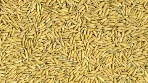 దొడ్డు వడ్లు కొనం