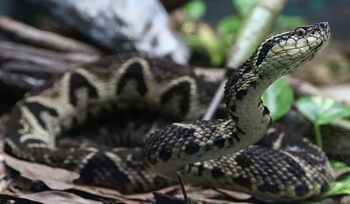 Coronavirus | ఆ పాము విషంతో క‌రోనాకు చెక్ !