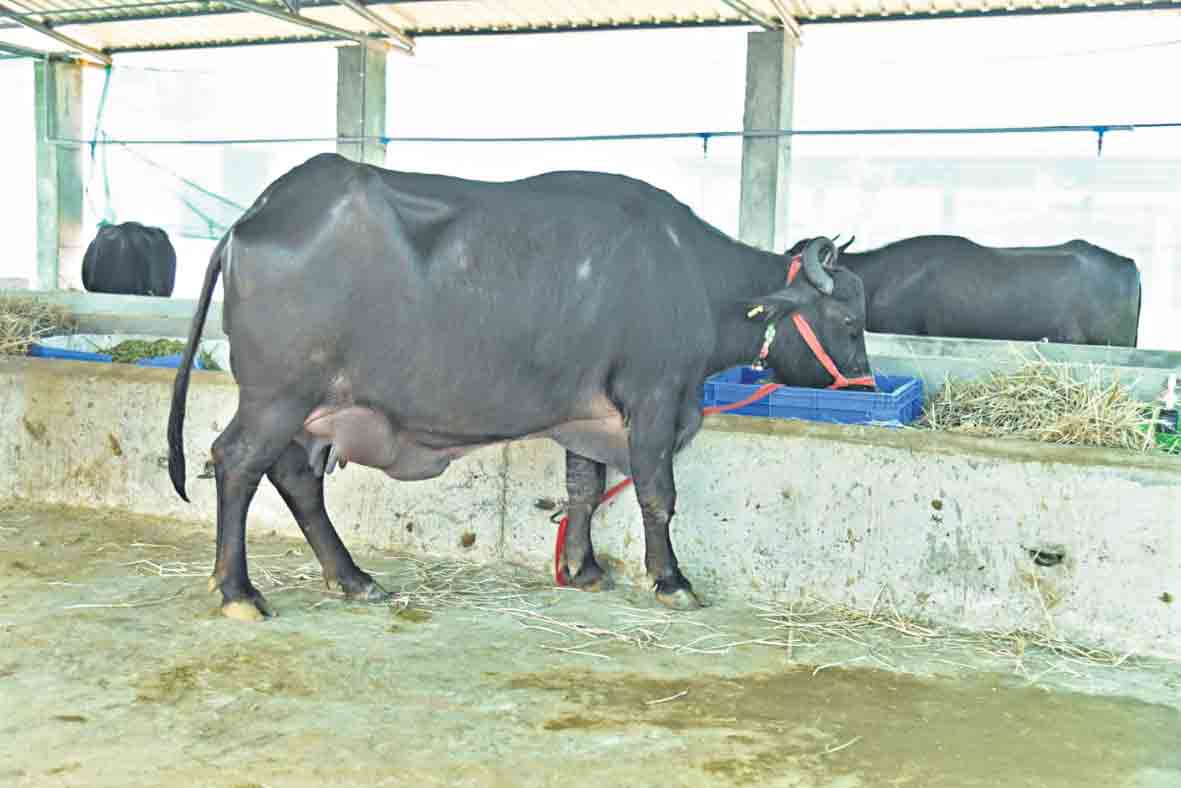 పాడికి రుణాలు