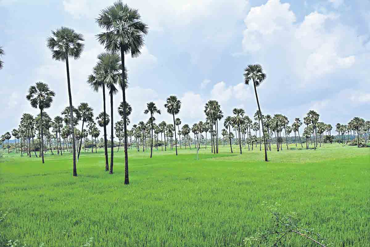 మెరిసిపోతున్న మెట్ట