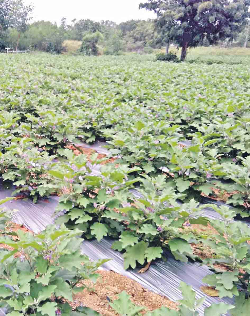 వరి వద్దు.. ప్రత్యామ్నాయమే ముద్దు