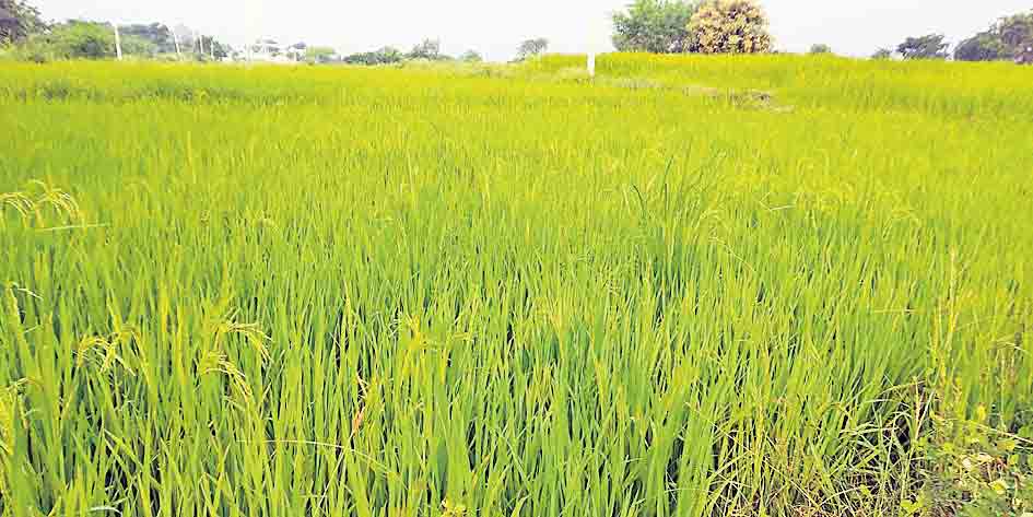 ప్రకృతి వ్యవసాయంతో ఆదర్శంగా..