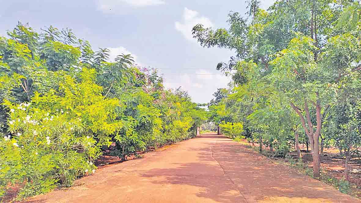 మర్పల్లి మార్కెట్‌కు హరితశోభ