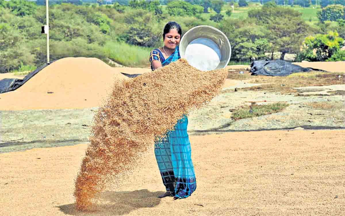 మన మాగాణం.. బంగారం