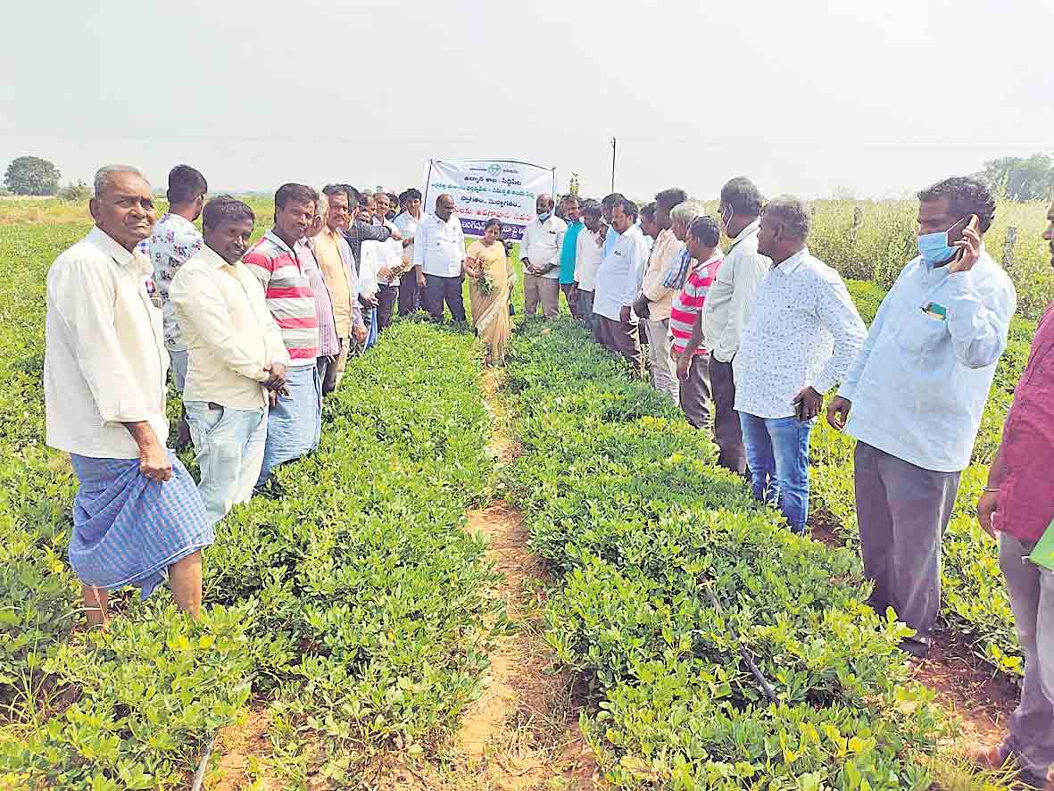 విత్తనోత్పత్తి పంటలవైపు మొగ్గు చూపాలి