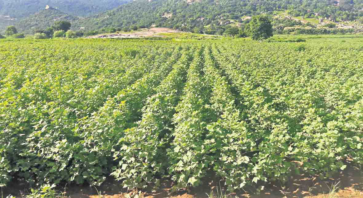 వన్నె తగ్గిన ‘తెల్ల బంగారం’