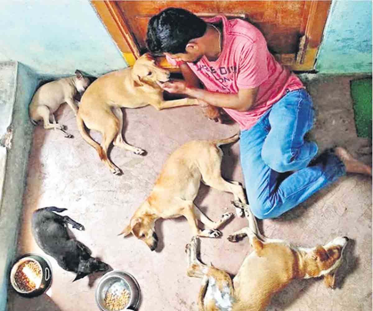 మూగజీవులకు కొత్త జీవితం