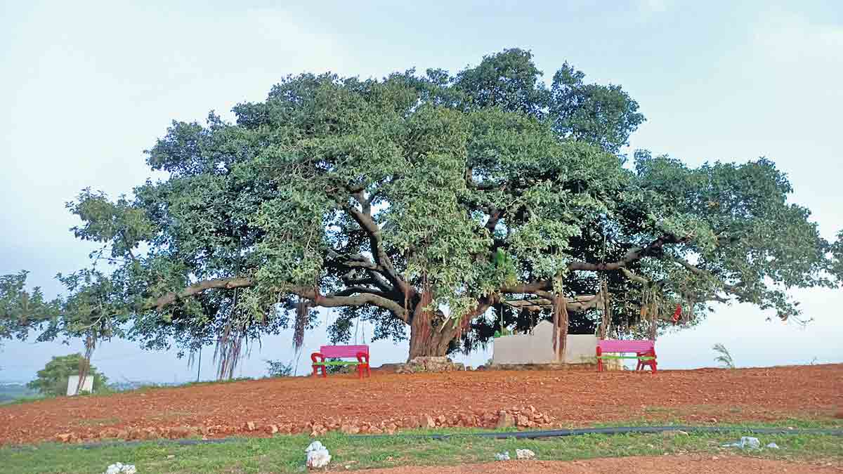 చిట్టడవులకు చిరునామా..