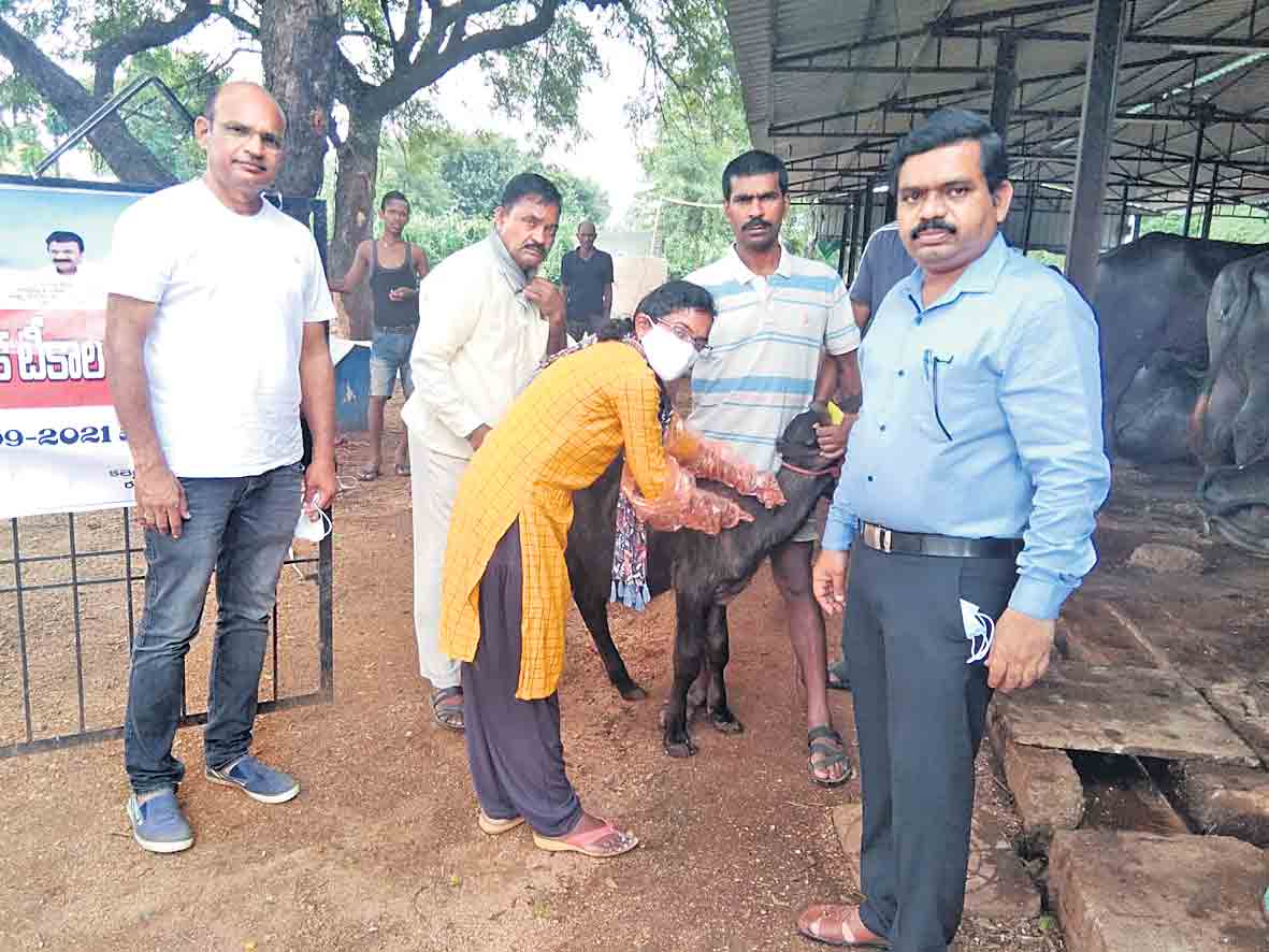 జీవాలకు ముందస్తు వైద్యం