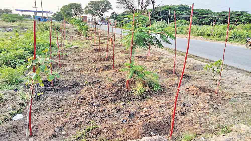 రహదారులకు హరిత సొబగులు