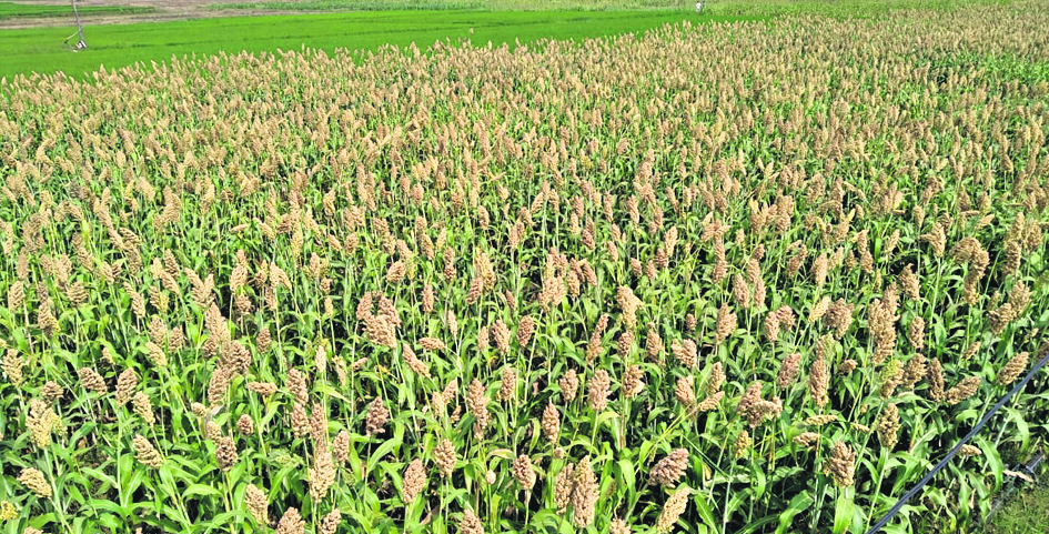 యాసంగిలో ఆరుతడి పంటలే మేలు