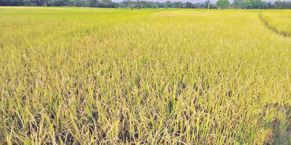 కోతలకు సిద్ధంగా …