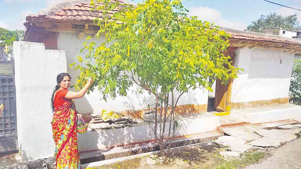 ముంగిళ్లు.. తంగేడు వనాలు..!