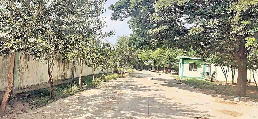 హరిత శోభ