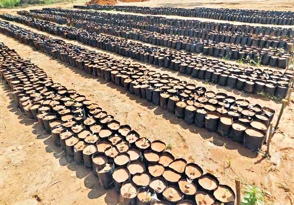 అటవీ నర్సరీలో అక్రమాలు