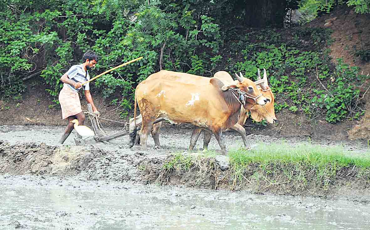 ‘యాసంగి’కి సన్నద్ధం