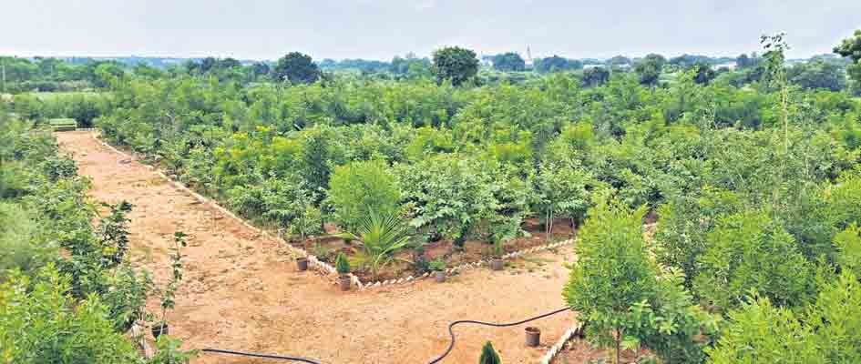 పచ్చలహారం.. పల్లెకు వరం