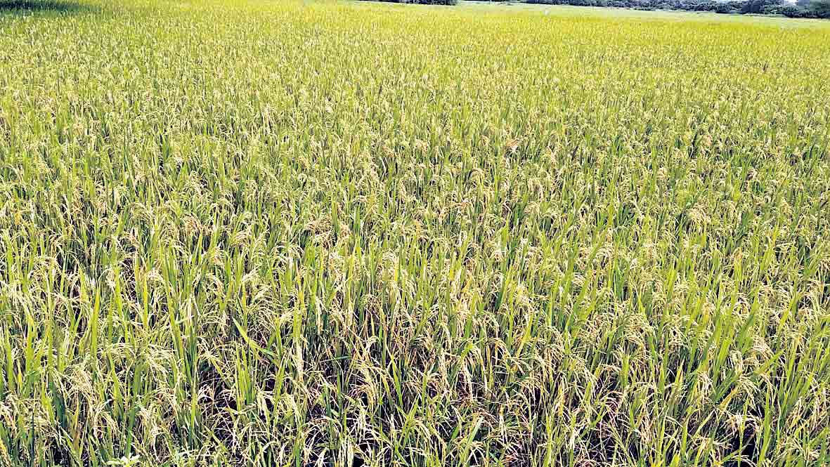 అన్నదాత కుటుంబానికి భరోసా.. రైతు బీమా