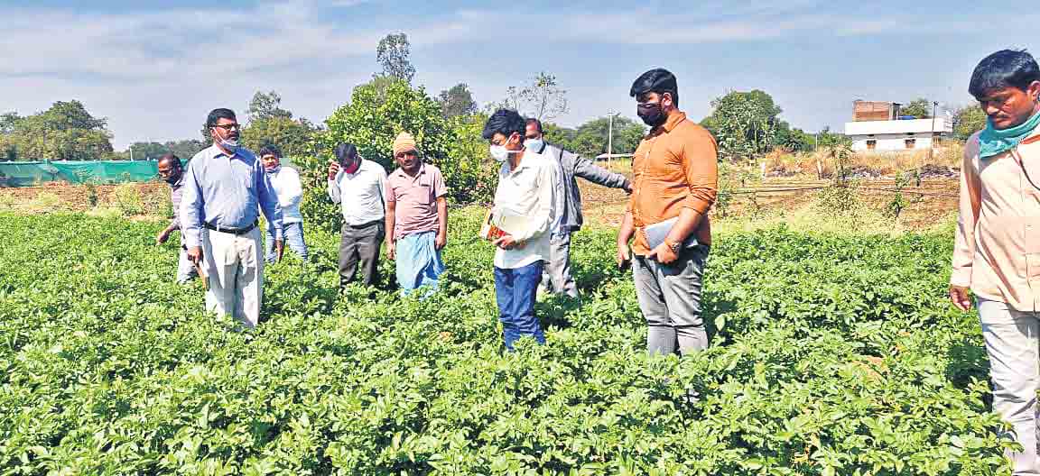 మన భూములు ఆలు సాగుకు అనుకూలం