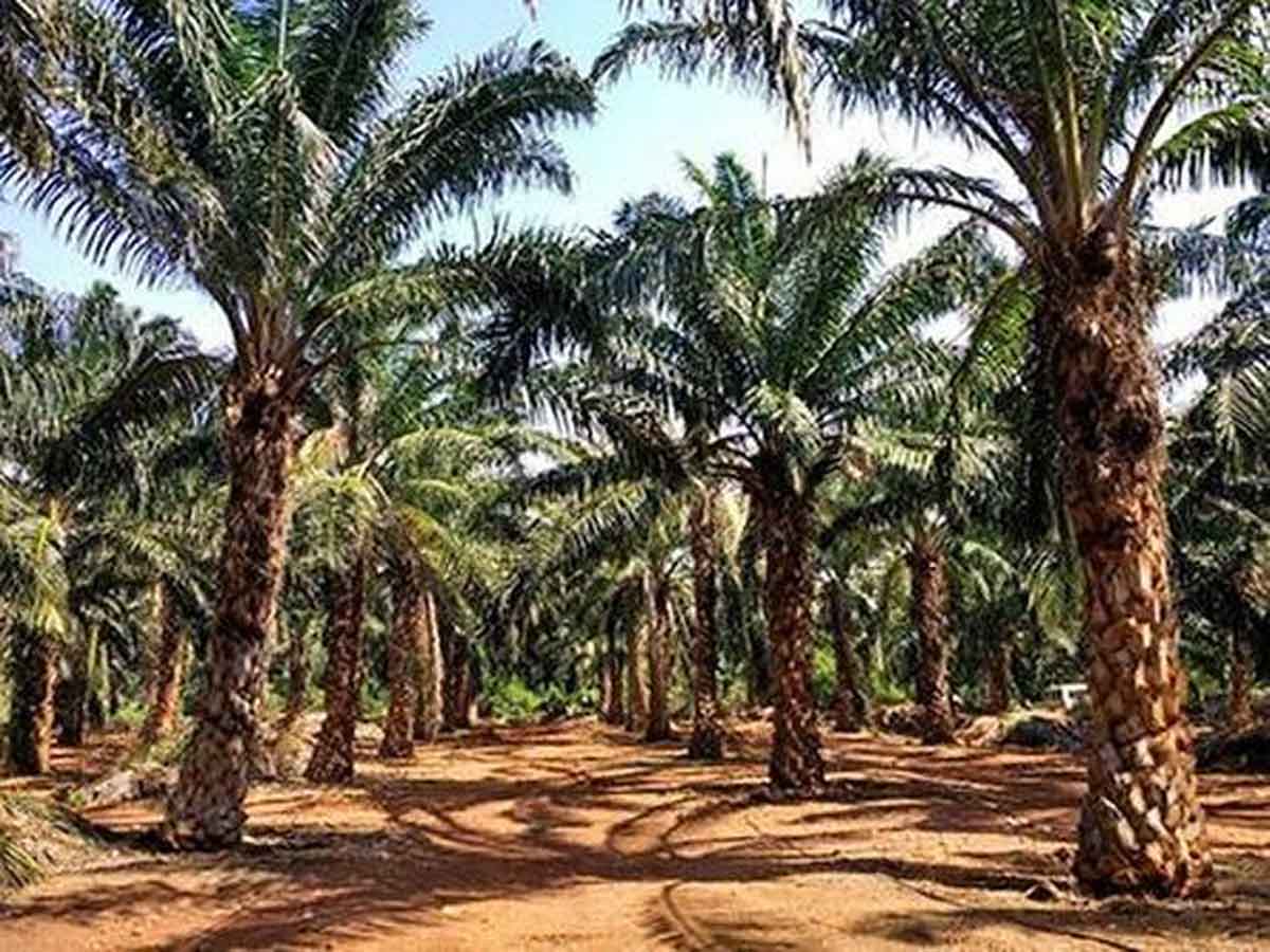 Oil Palm summit : హైదరాబాద్‌ వేదికగా ఆయిల్‌ పామ్‌ సమ్మిట్