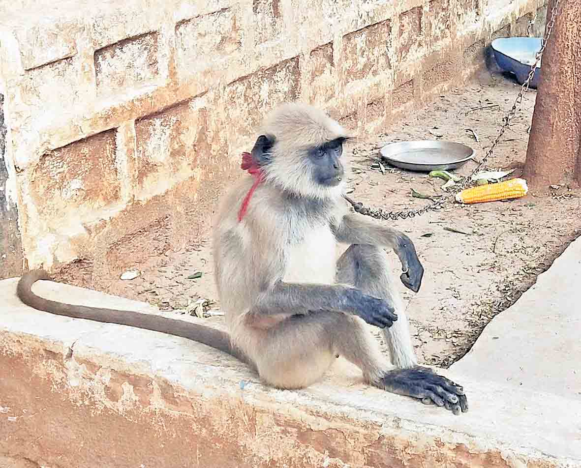 కొండముచ్చుతో కాపలా..!