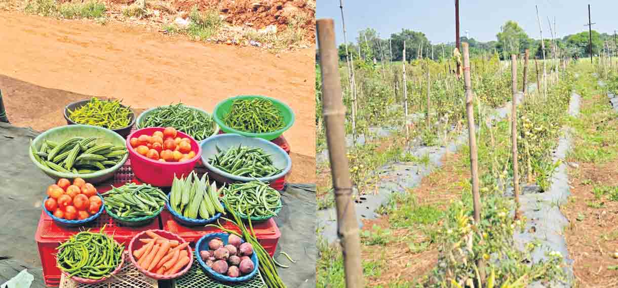 ఖర్చు తక్కువ లాభ మెక్కువ..