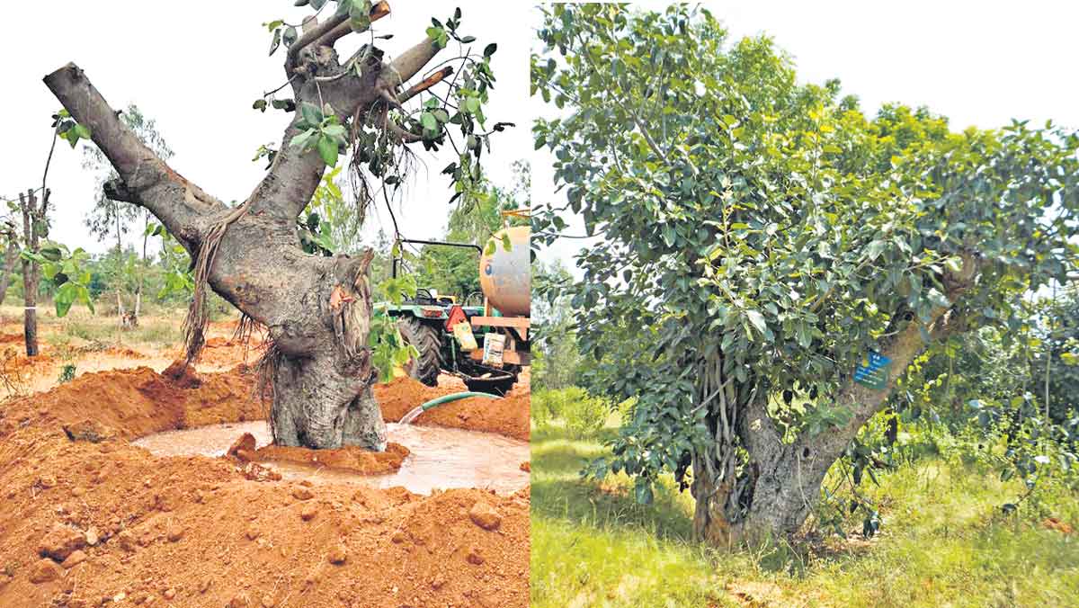 వృక్షాలకు పునర్జన్మ