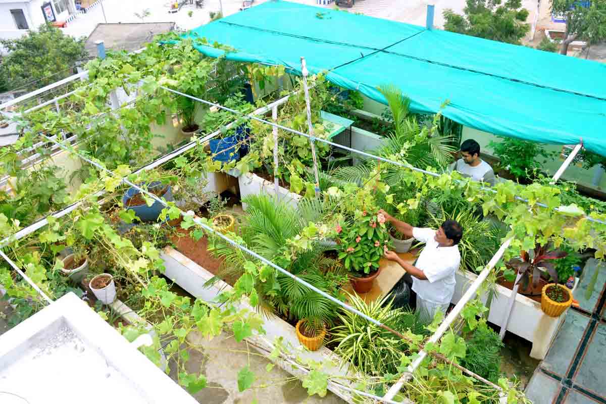 హరిత సంకల్పం