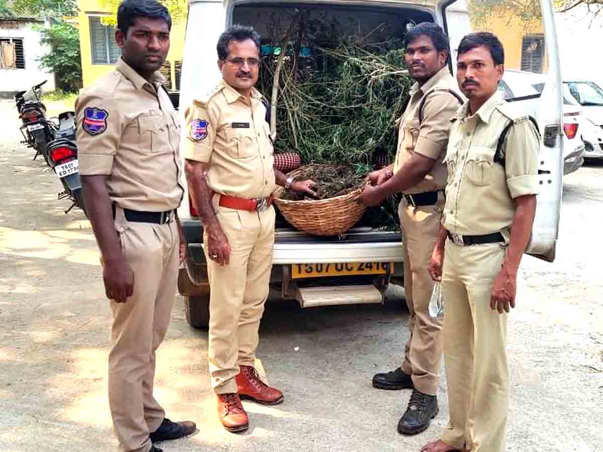 Crime : పెద్దేముల్‌ మండలంలో గంజాయి పట్టివేత..