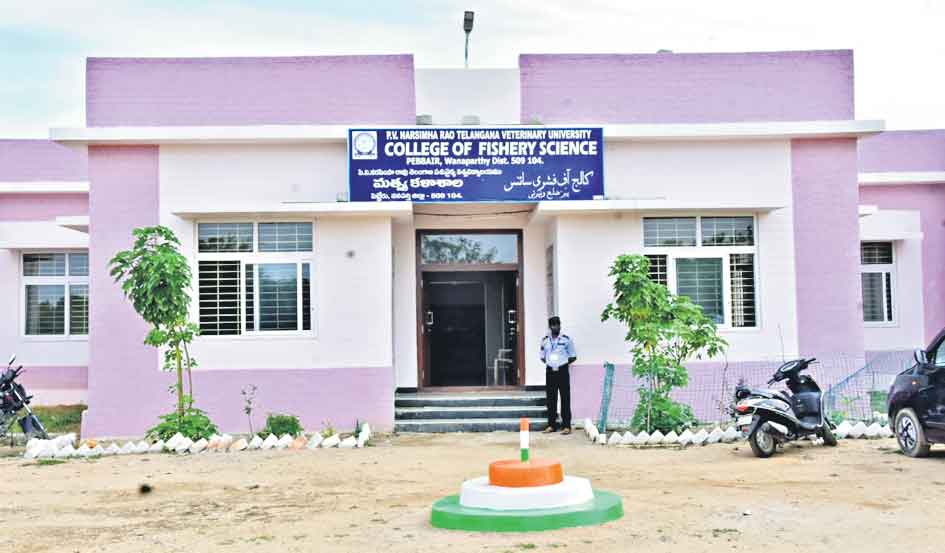 పెబ్బేరులో చేపల కాలేజీ!