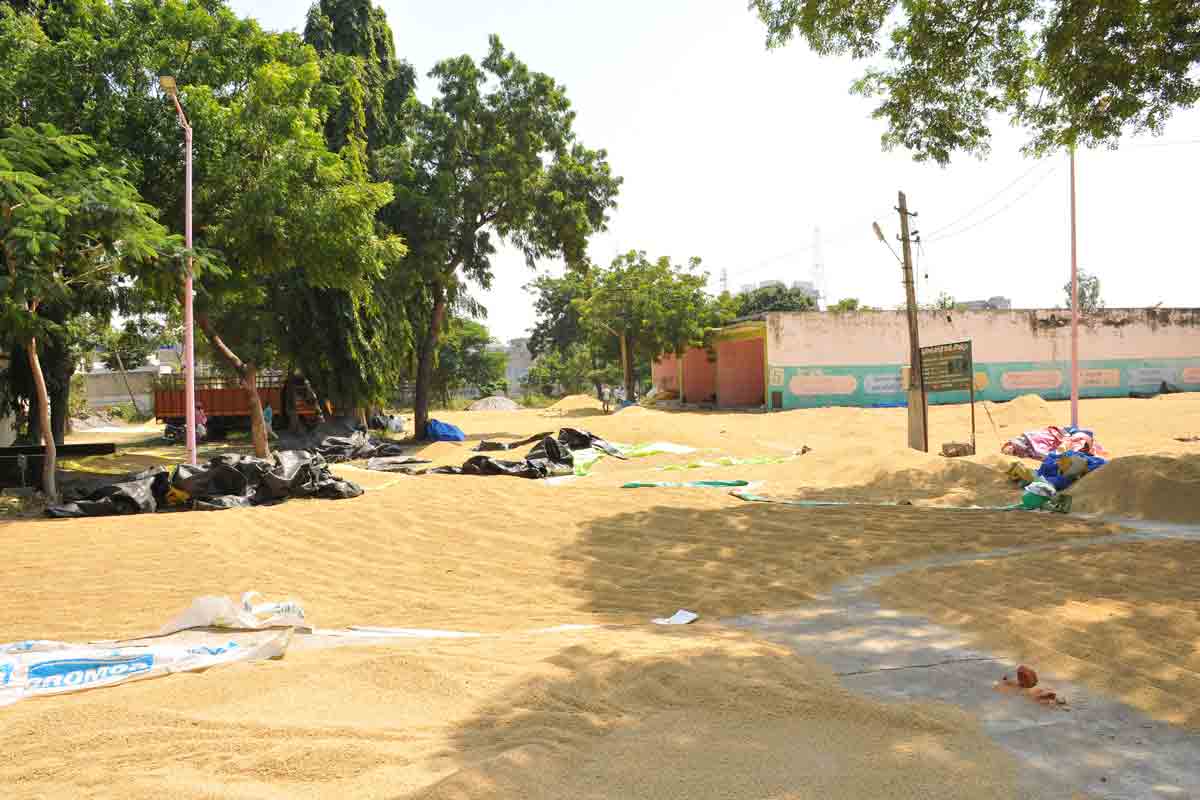 పసిడి పంట