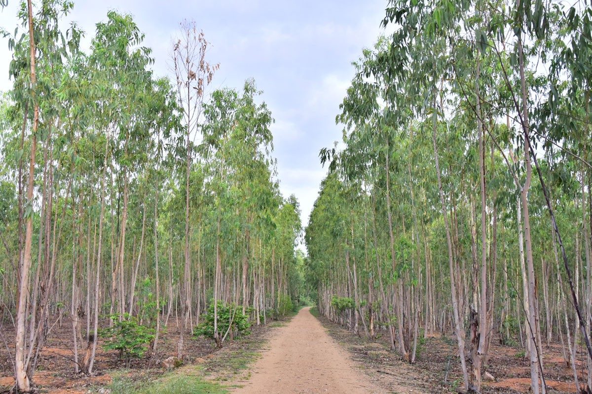 హరిత దారులు